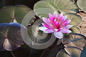 Bright Pink Water Lily