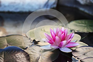 Bright Pink Water Lily