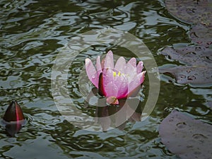 Bright pink water lily or lotus flower Marliacea Rosea bud in the morning dew. It opens against the dark green water of the pond.