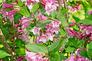 Bright pink Weigela hybrida Hort flowers with green leaves in the garden in spring.