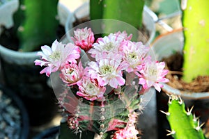 Bright pink and white cactus flowers.There are many soft scents of flowers