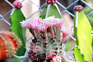 Bright pink and white cactus flowers.There are many soft scents of flowers