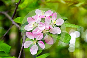 Bright pink and white crabapple tree blossom on green leaves background in the garden in spring.