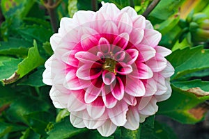 bright pink-white dahlia flower closeup in green grass.