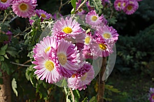 Bright pink and white flowers of semidouble Chrysanthemums photo