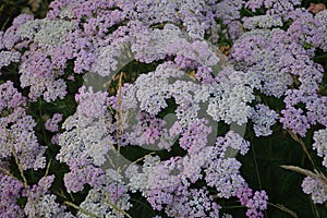 Bright pink and white flowers of yarrow Achillea millefolium  in the garden