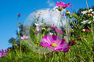 Bright pink and white, low maintenance cosmos flowers. Photographed at the Royal Horticultural Society garden at Wis