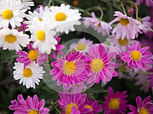 Bright Pink and White Mums flowers blooming in the garden