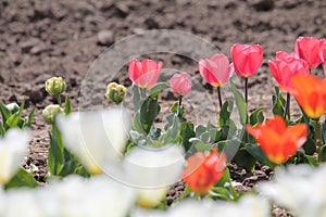 Bright pink, white and orange tulip flowers in garden