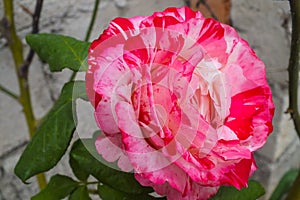 Bright Pink and White Rose
