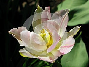 Bright pink with white and yellow  gorgeos terry tulip flower