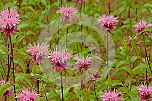 Pink wild bergamot flowers - Monarda fistulosa photo