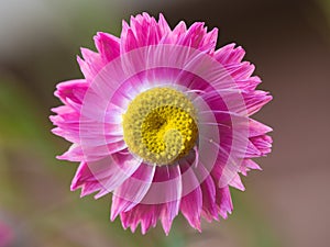 Bright pink and yellow everlasting wildflower