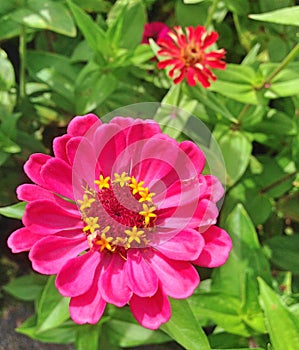 Bright pink Zinnia dahlia flower with yellow star details