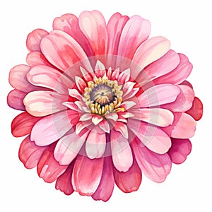 Bright Pink Zinnia Watercolor Clipart: Hyper-realistic Floral Illustration