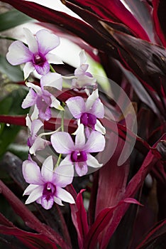 Bright Pinkish White Blooming Orchids