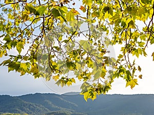 Bright platanus hispanica tree leaves backlit at sunset