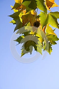 Bright platanus tree leaves