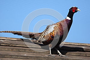 Bright Pleasant pheasant