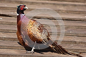 Bright Pleasant pheasant