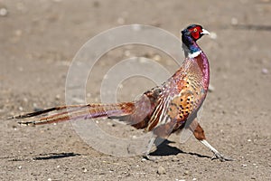 Bright Pleasant pheasant