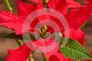 Bright poinsettia face close up