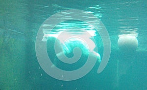 A bright polar bear swims in front of a ball underwater in a turquoise water