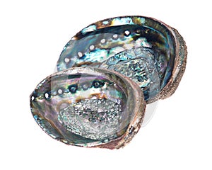 Bright polished rainbow abalone shell