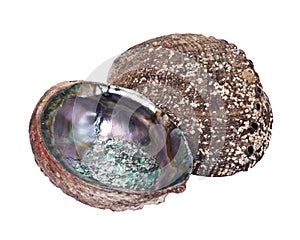 Bright polished rainbow abalone shell