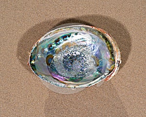 Bright polished Rainbow Abalone Shell on wet sand on the beach