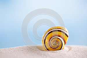 bright polymita shell on white beach sand under the sun light