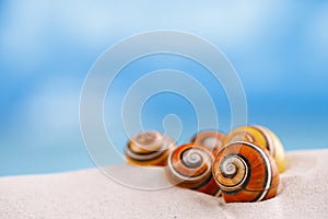 Bright polymita shells on white beach sand