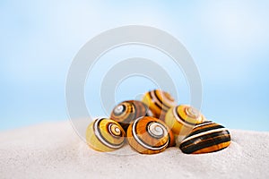 Bright polymita shells on white beach sand under the sun light