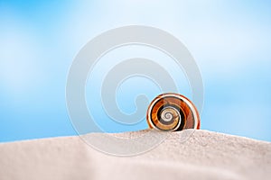 Bright polymita shells on white beach sand under the sun light