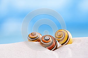 Bright polymita shells on white beach sand under the sun