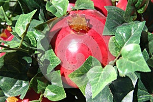 Bright Pomegranates in Ivy