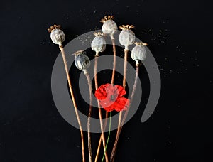 Bright poppy flower with dry inflorescences on a black background, top view, close-up