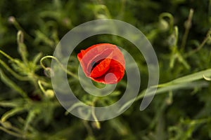 Bright poppy flower. Red poppy flowers blooming in the green grass field, floral natural spring background. Close up