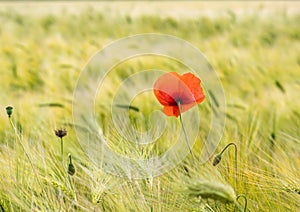 Bright Poppy Flower in Wheat Field