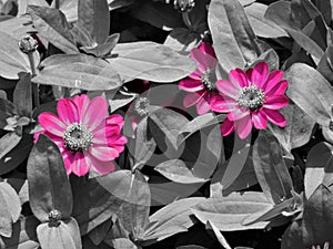 Bright Pops Of Cerise Pink Flower Against A Foliage Monochrome Background