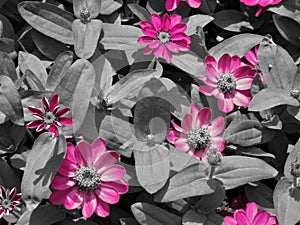 Bright Pops Of Cerise Pink Flower Against A Foliage Monochrome Background I