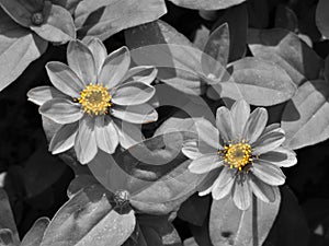 Bright Pops Of Yellow Flower Pollen Against A Monochrome Background
