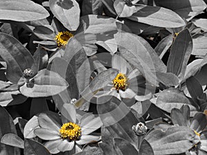 Bright Pops Of Yellow Flower Pollen Against A Monochrome Background III