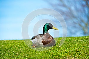 Bright portrait of a duck bird on a lawn