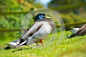 Bright portrait of a duck bird on a lawn