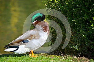 Bright portrait of a duck bird on a lawn