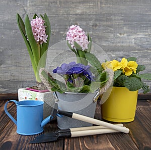 Bright primroses and hyacinths in flower pots