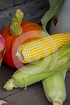 Bright pumpkin and ears of ripe corn on a wooden background.