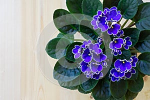 Bright purple African violet flower on wooden table, top view, cozy home decor