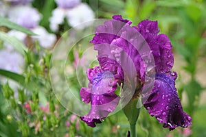 Bright purple bearded iris adorned with raindrops growing in a spring garden